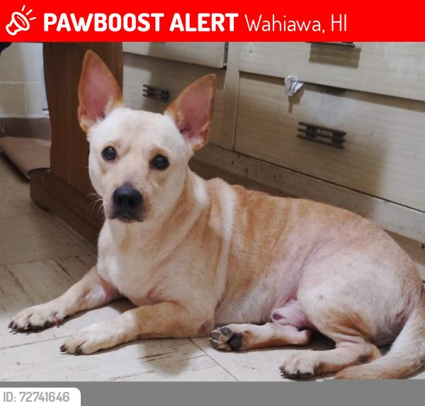 Lost Male Dog last seen Wilikina drive, Wahiawa, HI 96786