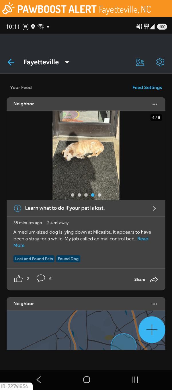 Found/Stray Unknown Dog last seen In front of Mi Casita near the Dollar Tree and IGA , Fayetteville, NC 28303