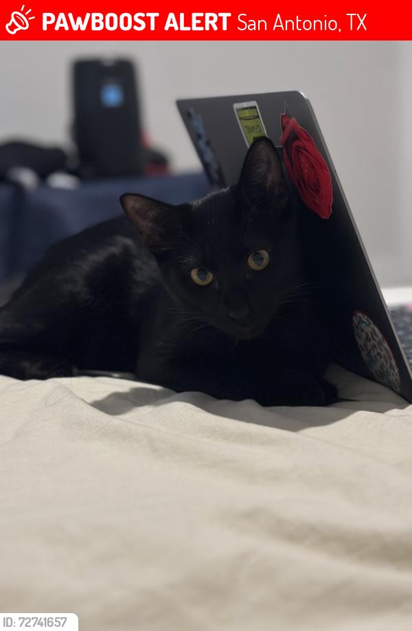 Lost Male Cat last seen Topaz way & Heather Meadow, San Antonio, TX 78222