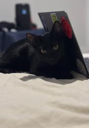 Lost Male Cat last seen Topaz way & Heather Meadow, San Antonio, TX 78222