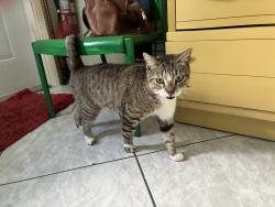Found/Stray Male Cat last seen Sharar ave, Opa-locka, FL 33054