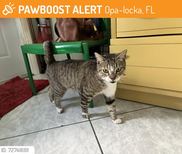 Found/Stray Male Cat last seen Sharar ave, Opa-locka, FL 33054