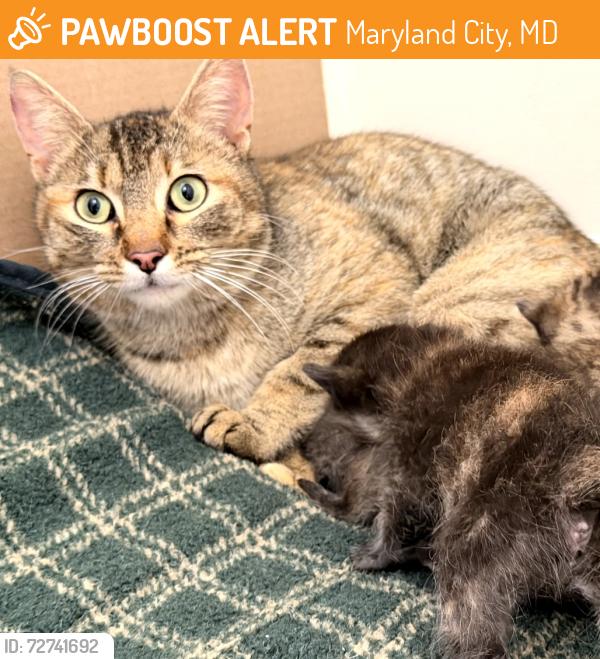 Found/Stray Female Cat last seen Total Wine, Maryland City, MD 20724