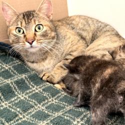 Found/Stray Female Cat last seen Total Wine, Maryland City, MD 20724