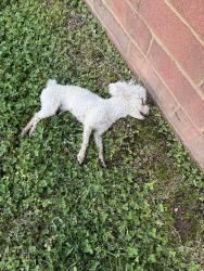 Found/Stray Male Dog last seen Edmondson Elementary , Brentwood, TN 37027