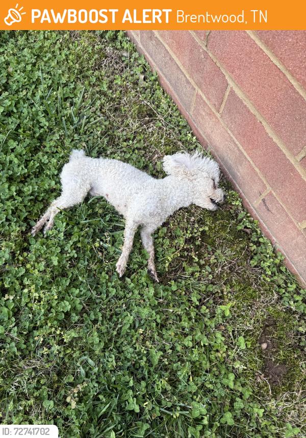 Found/Stray Male Dog last seen Edmondson Elementary , Brentwood, TN 37027