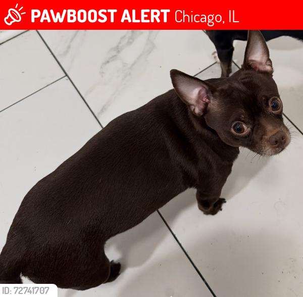 Lost Male Dog last seen California and 59 street , Chicago, IL 60629