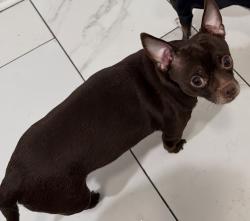 Lost Male Dog last seen California and 59 street , Chicago, IL 60629