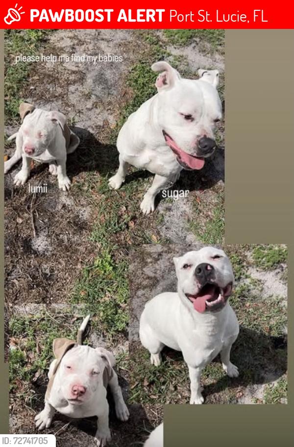 Lost Female Dog last seen Edinburgh by woodland trails, Port St. Lucie, FL 34986