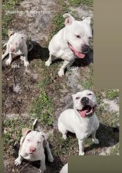 Lost Female Dog last seen Edinburgh by woodland trails, Port St. Lucie, FL 34986