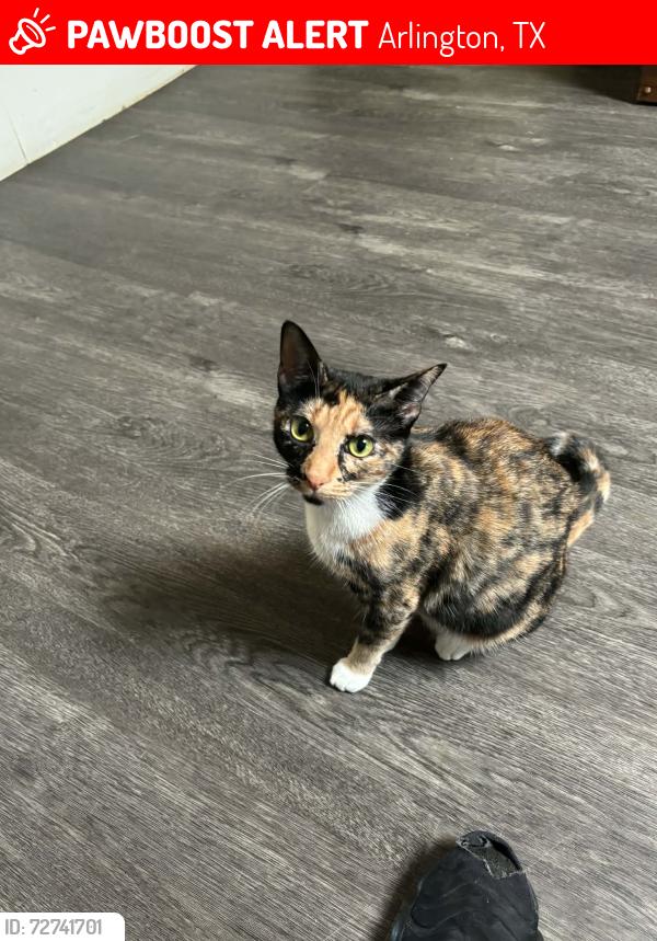 Lost Female Cat last seen California Ln between Bowen and Fielder, Arlington, TX 76015
