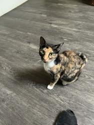 Lost Female Cat last seen California Ln between Bowen and Fielder, Arlington, TX 76015