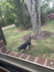 Found/Stray Male Dog last seen Katherine avenue, Kings Mountain, NC 28086