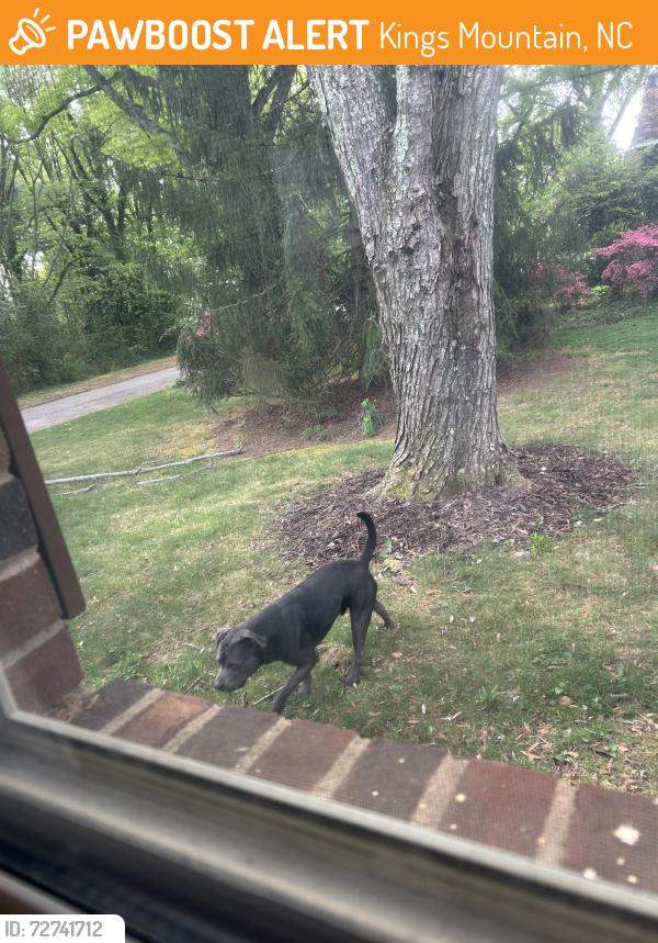 Found/Stray Male Dog last seen Katherine avenue, Kings Mountain, NC 28086