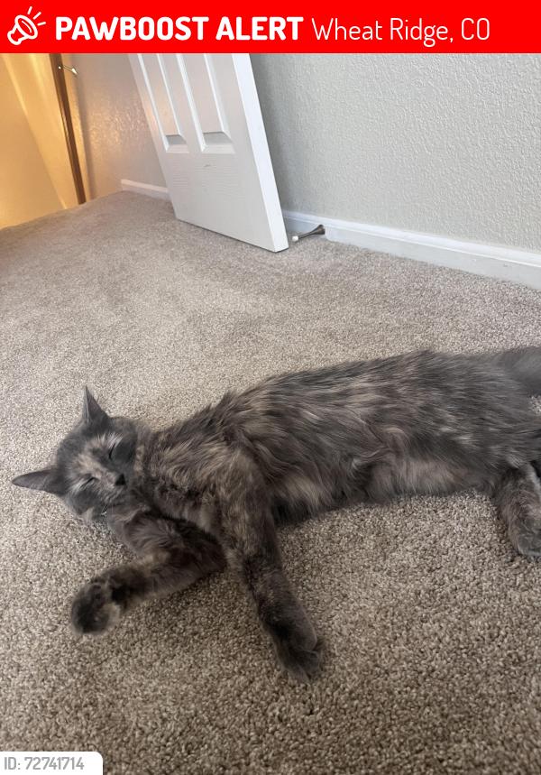 Lost Female Cat last seen Garrison and I-70 frontage rd, Wheat Ridge, CO 80033