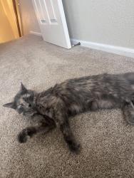 Lost Female Cat last seen Garrison and I-70 frontage rd, Wheat Ridge, CO 80033