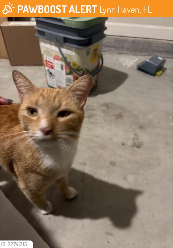Found/Stray Unknown Cat last seen E 17th st, Lynn Haven, FL 32444