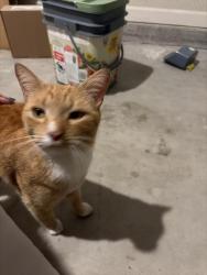 Found/Stray Unknown Cat last seen E 17th st, Lynn Haven, FL 32444