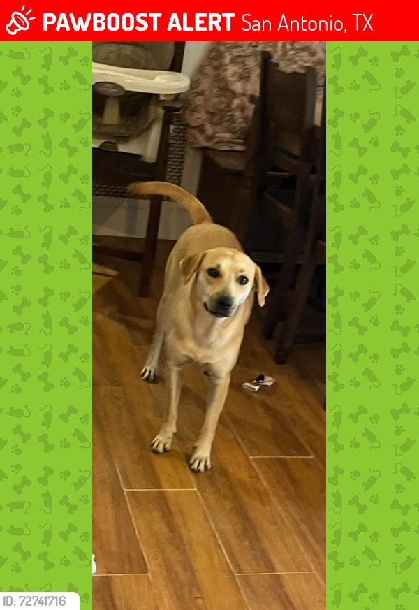 Lost Female Dog last seen Gayle Ave / Fairlawn , San Antonio, TX 78223