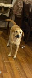Lost Female Dog last seen Gayle Ave / Fairlawn , San Antonio, TX 78223