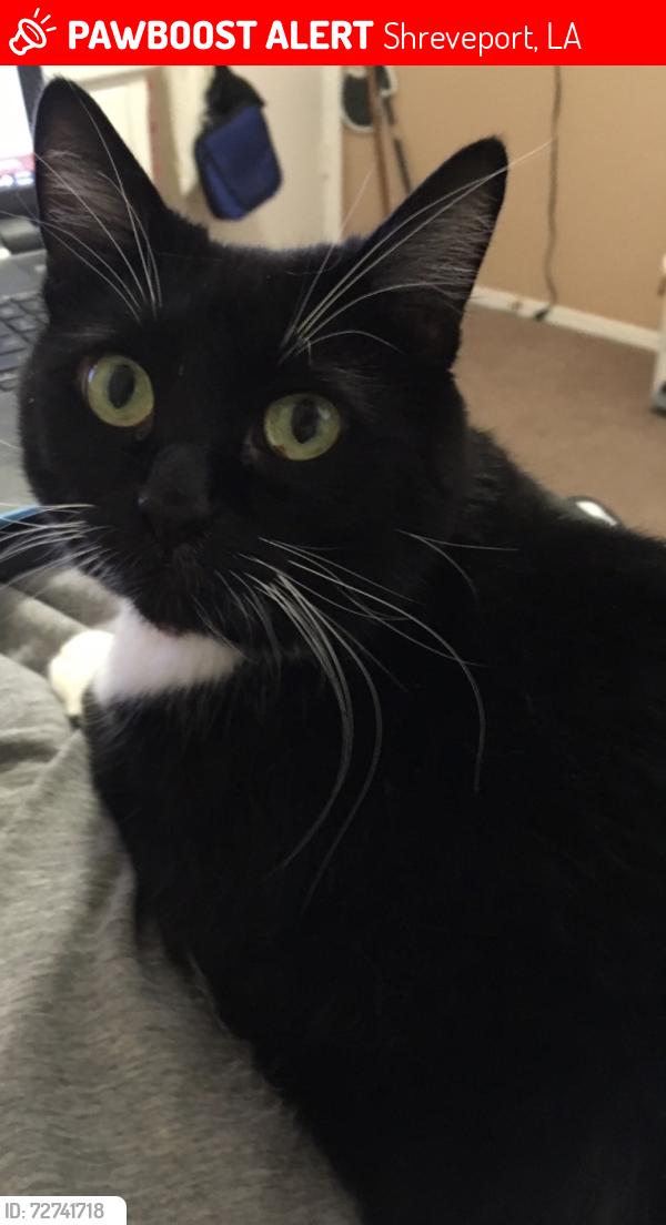 Lost Female Cat last seen Around the stoneyhill area, Shreveport, LA 71104