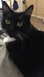 Lost Female Cat last seen Around the stoneyhill area, Shreveport, LA 71104