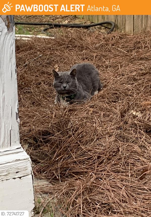Found/Stray Unknown Cat last seen Brookhaven (Skyland Neighborhood), Atlanta, GA 30319