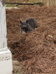 Found/Stray Unknown Cat last seen Brookhaven (Skyland Neighborhood), Atlanta, GA 30319