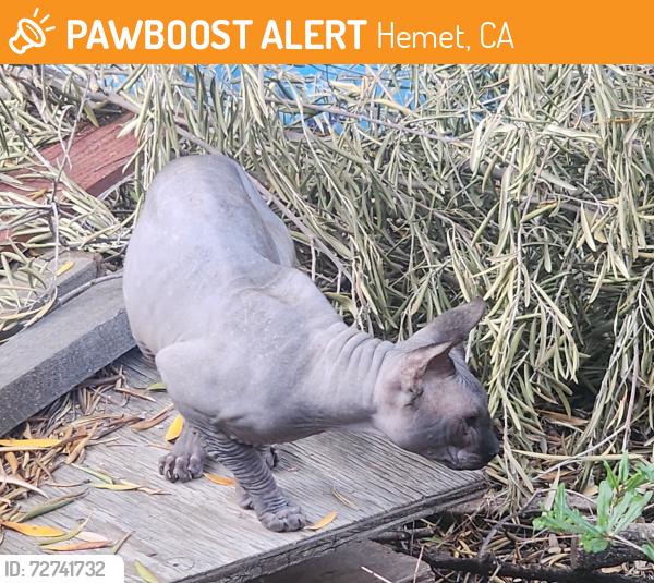Found/Stray Unknown Cat last seen Hemet and Lincoln in Hemet Ca, Hemet, CA 92544