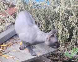 Found/Stray Unknown Cat last seen Hemet and Lincoln in Hemet Ca, Hemet, CA 92544