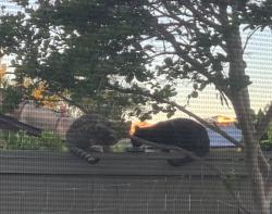 Found/Stray Unknown Cat last seen Alveo Way and Valladares Dr , San Diego, CA 92127