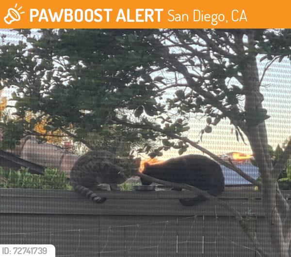 Found/Stray Unknown Cat last seen Alveo Way and Valladares Dr , San Diego, CA 92127