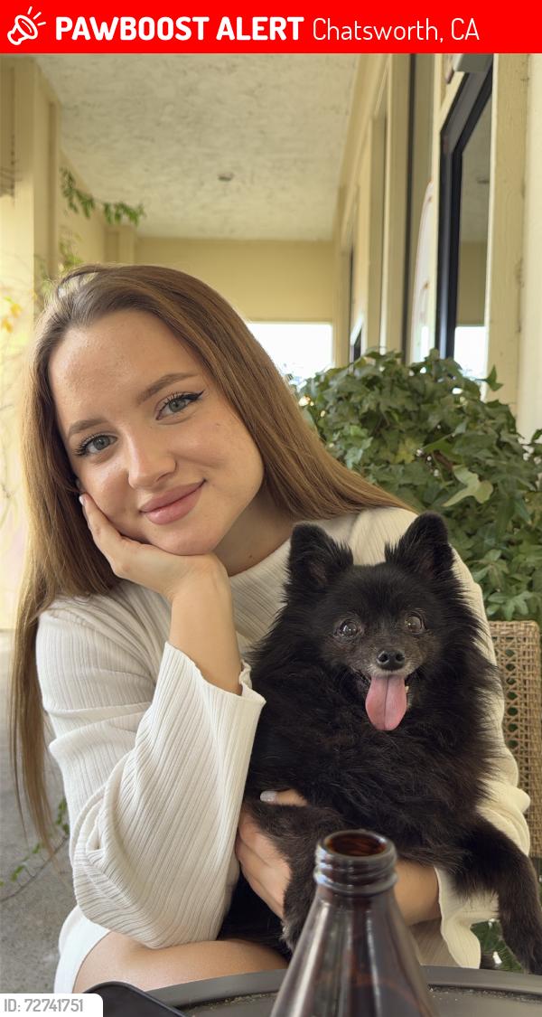 Lost Female Dog last seen I do no, Chatsworth, CA 91311