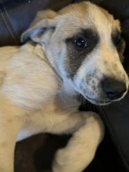 Found/Stray Female Dog last seen Wakefield park, Little Rock, AR 72209