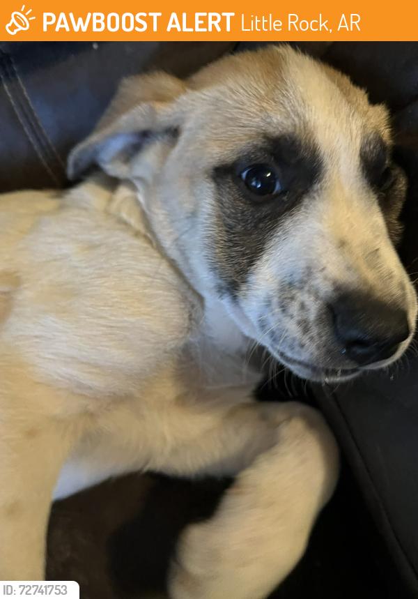 Found/Stray Female Dog last seen Wakefield park, Little Rock, AR 72209