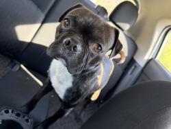Found/Stray Male Dog last seen Seays rd, Spotsylvania Courthouse, VA 22551