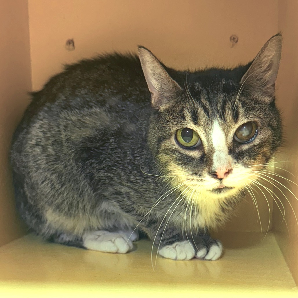 Shelter Stray Female Cat last seen , Cabot, AR 72007