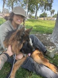 Lost Male Dog last seen Valleyview Casino, Valley Center, CA 92082