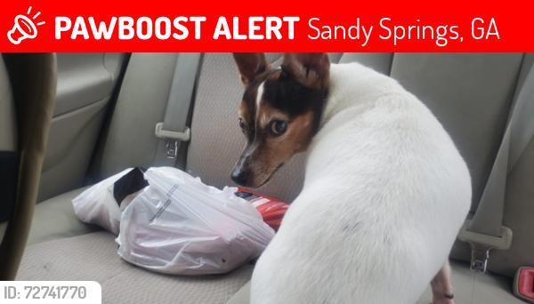 Lost Female Dog last seen Johnson Ferry and Kayron Dr, Sandy Springs, GA 30328