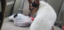 Lost Female Dog last seen Johnson Ferry and Kayron Dr, Sandy Springs, GA 30328