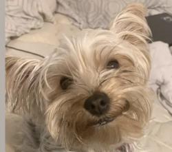 Lost Female Dog last seen Allencrest and Delmar , White Settlement, TX 76108