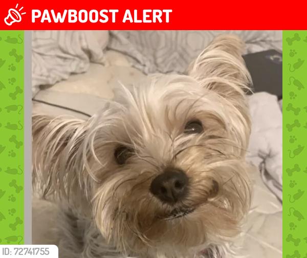 Lost Female Dog last seen Allencrest and Delmar , White Settlement, TX 76108