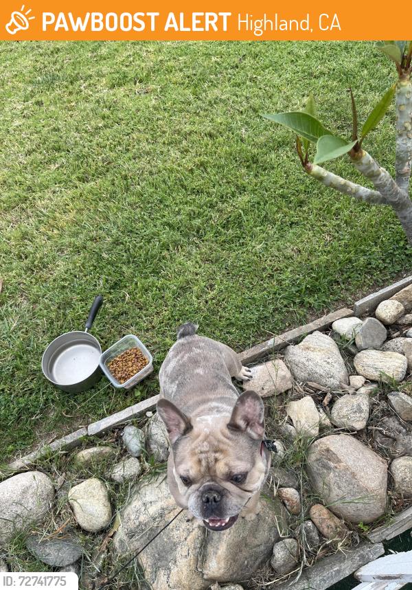Found/Stray Male Dog last seen Palm and Bessant st, Highland, CA 92346