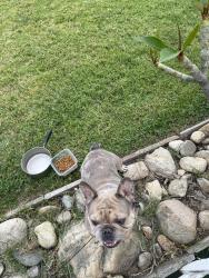 Found/Stray Male Dog last seen Palm and Bessant st, Highland, CA 92346