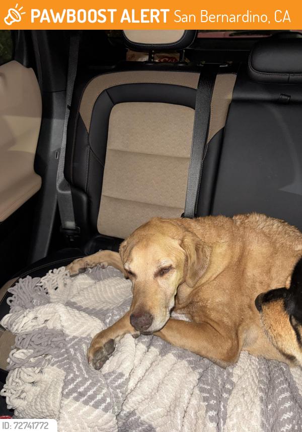 Found/Stray Unknown Dog last seen On the 215 Freeway in San Bernardino right after the fifth street on-ramp., San Bernardino, CA 92401