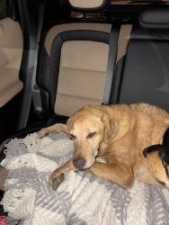 Found/Stray Unknown Dog last seen On the 215 Freeway in San Bernardino right after the fifth street on-ramp., San Bernardino, CA 92401