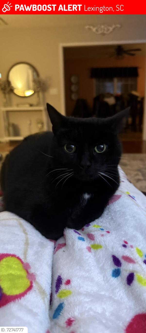 Lost Female Cat last seen Near Platt Springs Road, Lexington, South Carolina 29073, Lexington, SC 29073