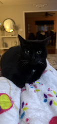 Lost Female Cat last seen Near Platt Springs Road, Lexington, South Carolina 29073, Lexington, SC 29073