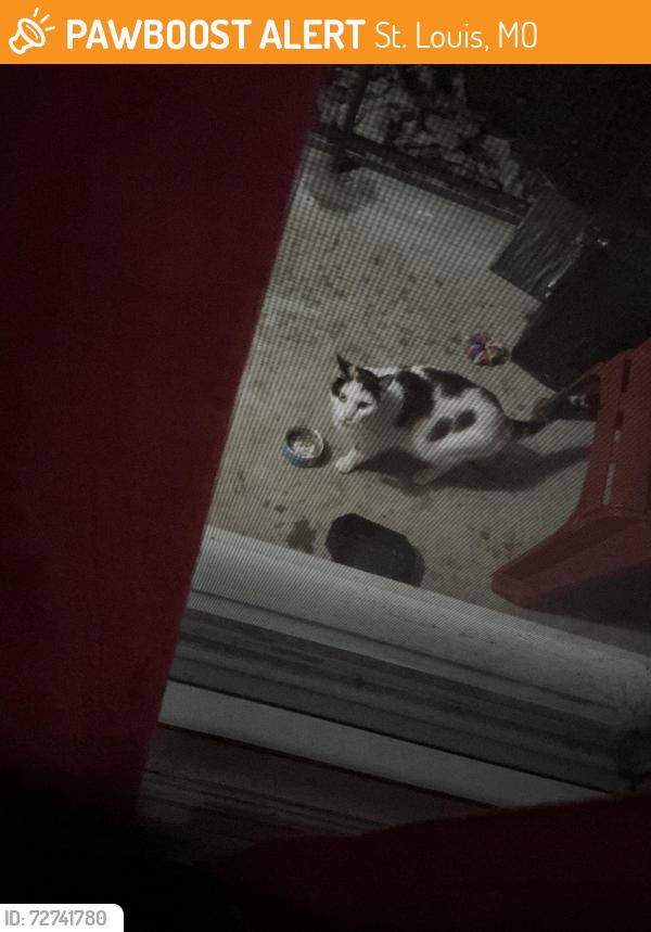 Found/Stray Unknown Cat last seen Trescott and Wiser, St. Louis, MO 63114