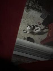 Found/Stray Unknown Cat last seen Trescott and Wiser, St. Louis, MO 63114